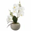 Coastal Home - White Orchid In Natural Pot 26cm