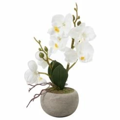 Coastal Home - White Orchid In Natural Pot 26cm