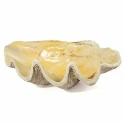 Florabelle - Giant Clam Shell Sculpture White